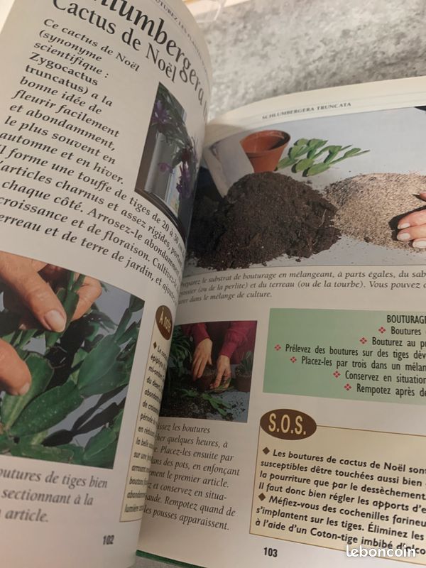 Bouturez les plantes d’appartement (image 3)