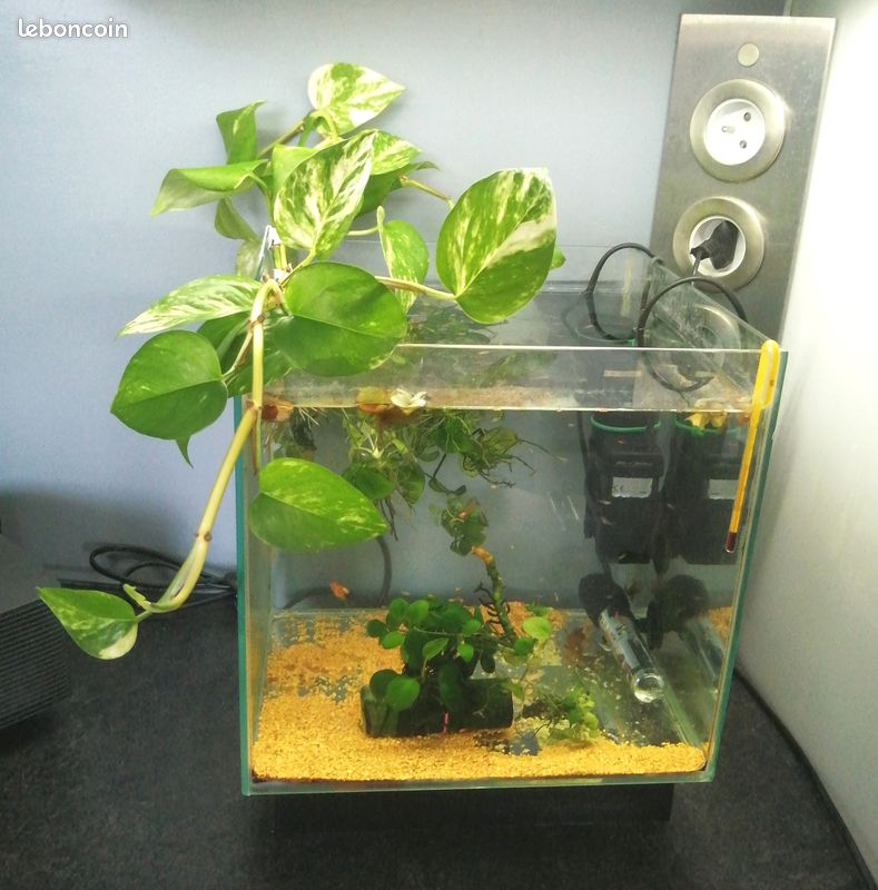 Plante aquatique pour aquarium et terrarium (image 2)