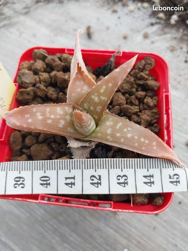 Aloe ellenbeckii - Jardin & Plantes