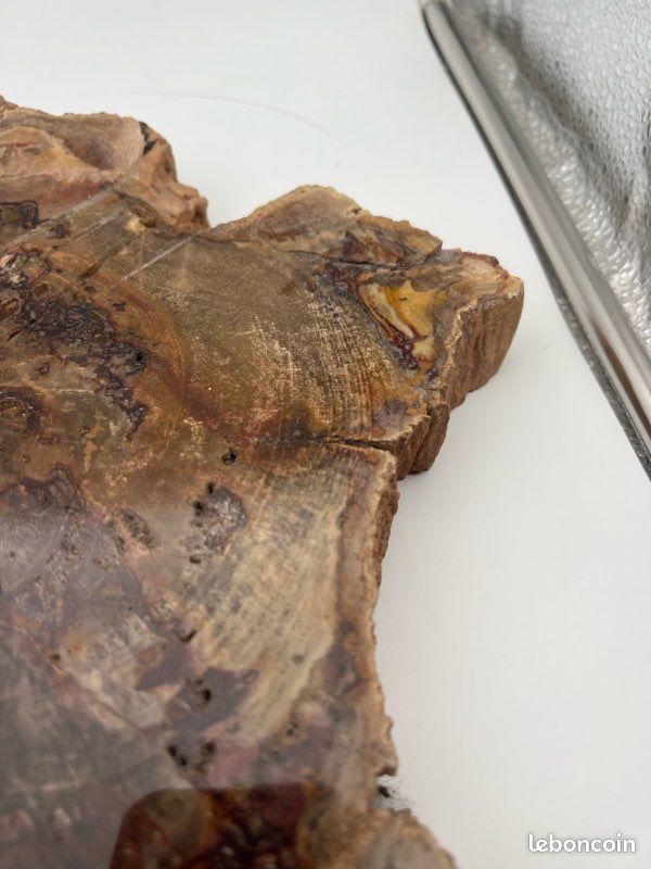 Tranche de Bois fossilisé en deux partie (image 3)