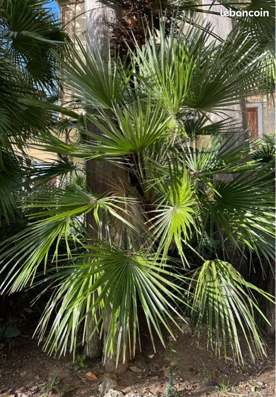 Chamaerops humilis forme rampante fruits rouges (graines) (image 2)