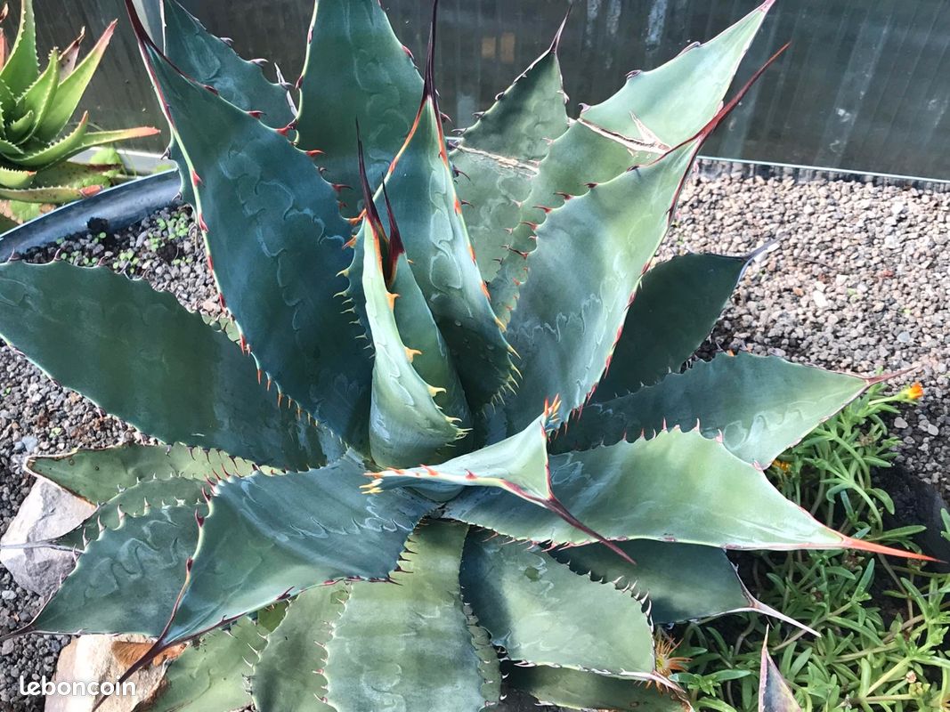 Agave wocomahi rustique -12  -15C - Jardin & Plantes