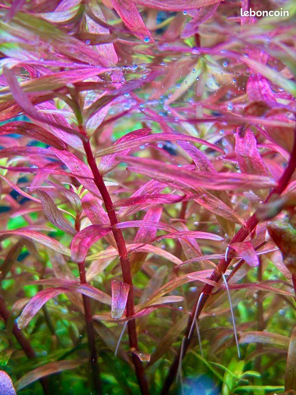 Lot de plantes d'aquarium personnalisable (3 espèces au choix) – 5 (image 2)