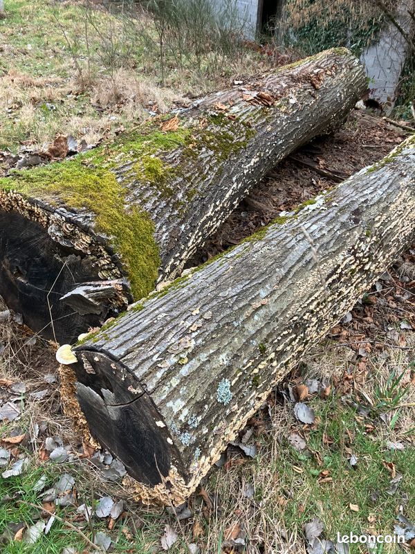Grume chene rouge (image 1)