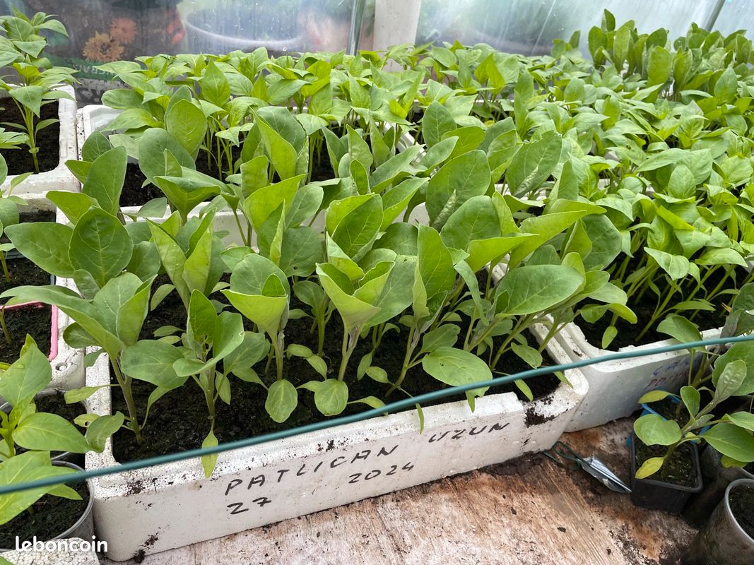 Plants potager (image 3)