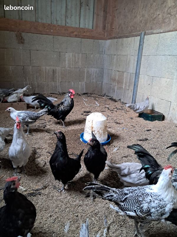 Coqs et poules de barbarie (image 1)