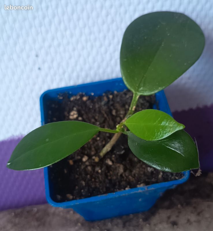 Hoya australis 2 (image 1)