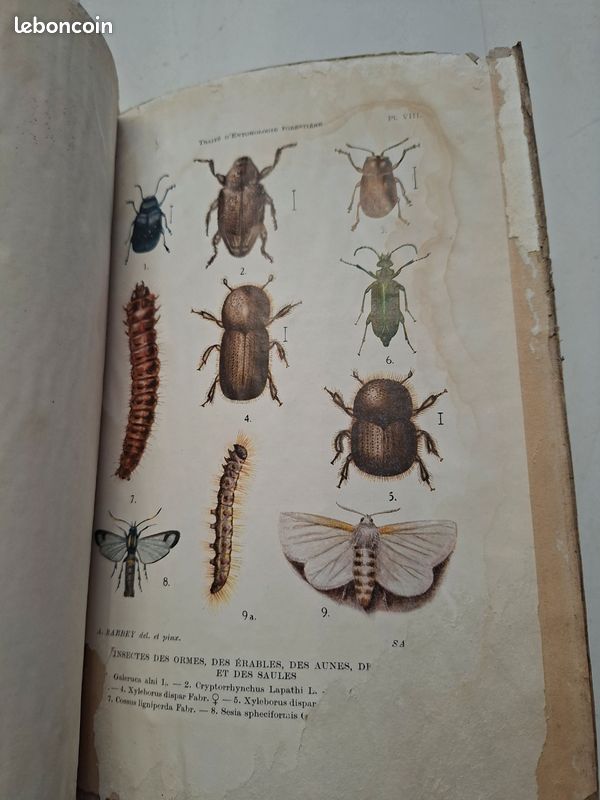 1445J: Traité D Entomologie Forestière A Barbey 1925 8 Planches Couleurs (image 8)