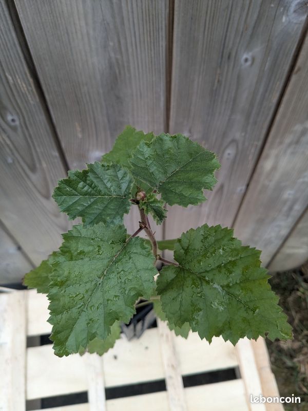 Bouleau pubescent d'1an bio 35cm (image 2)