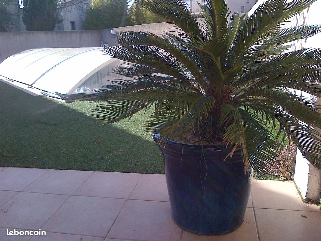 Villa piscine privée 8p 1 km plage de sable (image 7)
