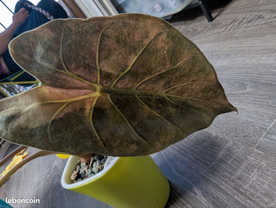 Alocasia wentii aurea variegata bulbilles racinés (image 2)