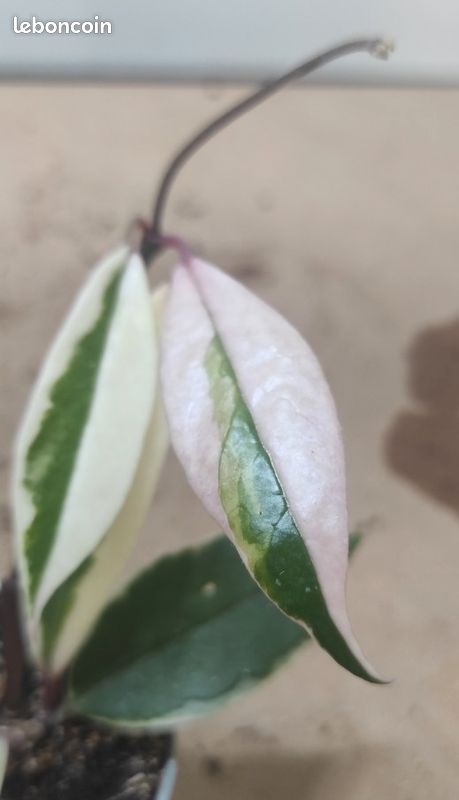 Hoya flamingo dream 4 (image 4)