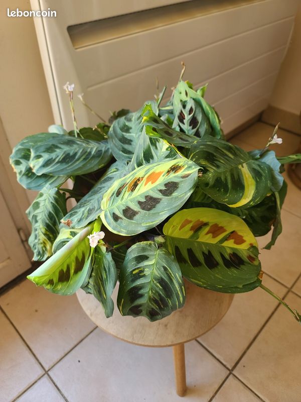 RARE - Maranta Leuconeura Raspberry Variegata - Jardin & Plantes