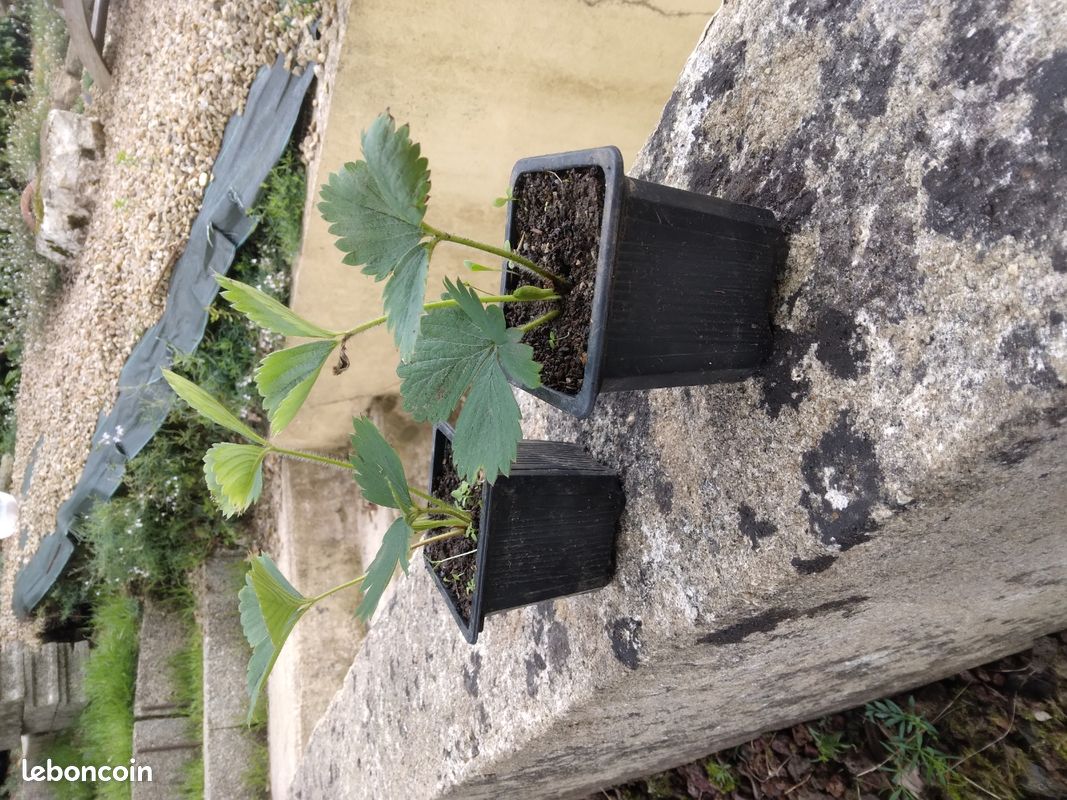 Fraisiers 4 saisons (image 4)