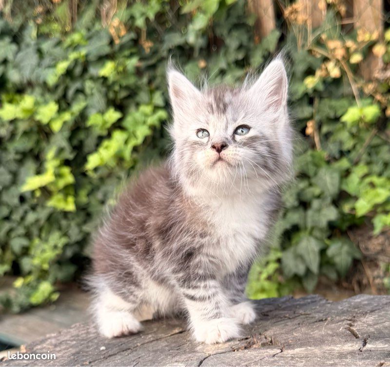 Chaton Maine Coon femelle LOOF (image 2)