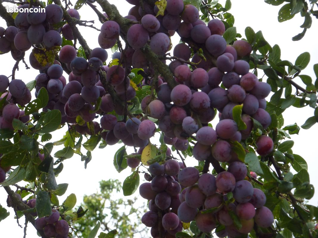 Prunes violettes à distiller (image 1)