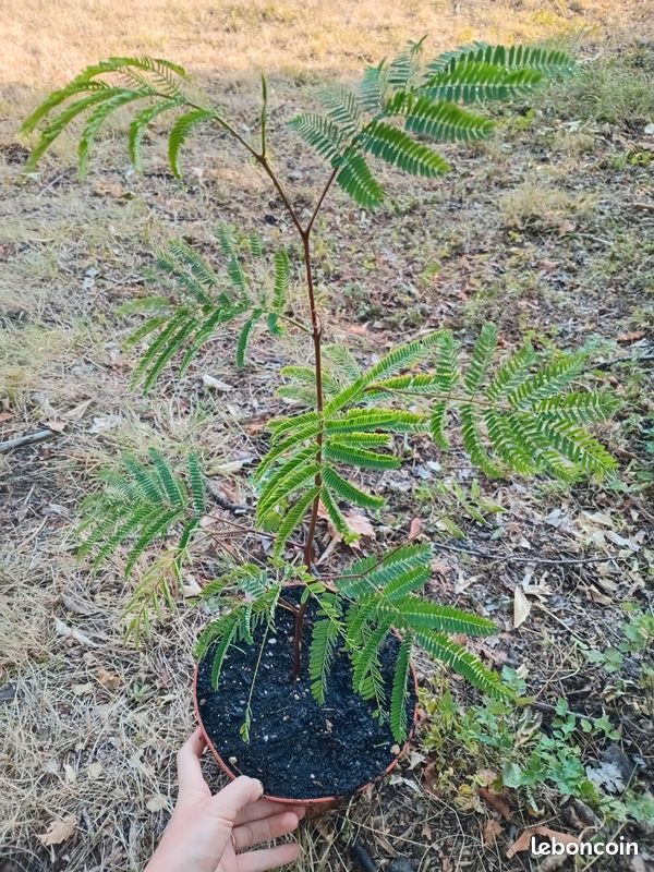 Albizia à crête (image 2)
