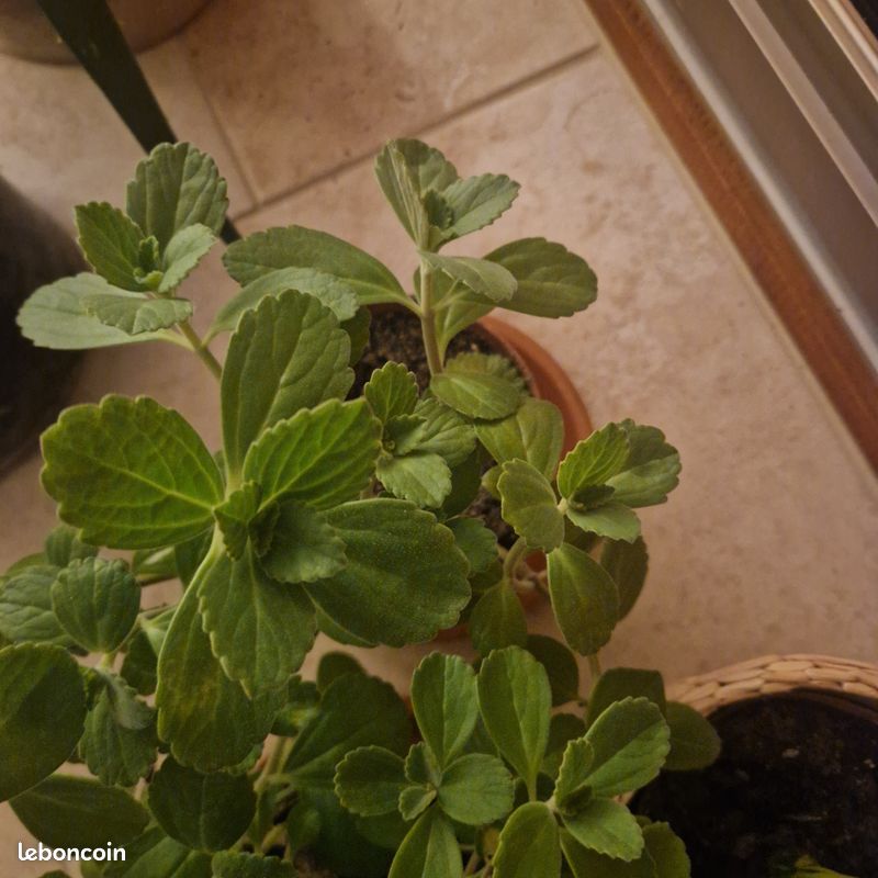 Plante Doliprane Plectranthus Barbatus Coleus forskohlii - Jardin & Plantes