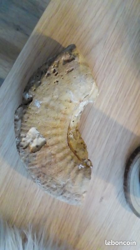 Lot fossiles (image 5)