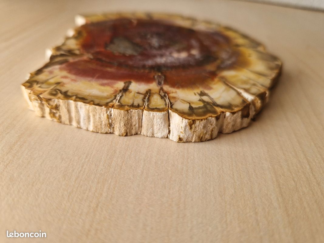 Bois fossilisé (image 4)