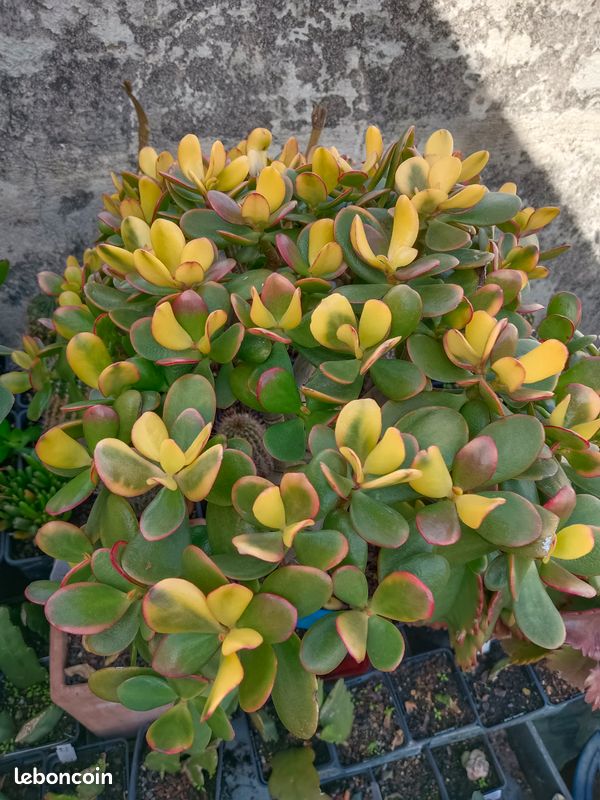 Plante grasse (image 11)