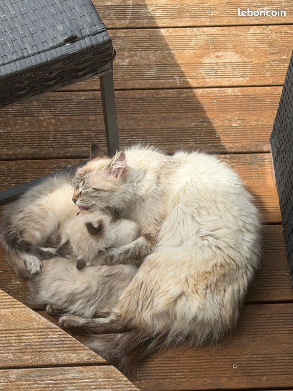 Chat sacré Birmanie (image 1)