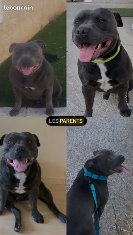 Magnifiques Chiots Bleus Staffies (image 3)
