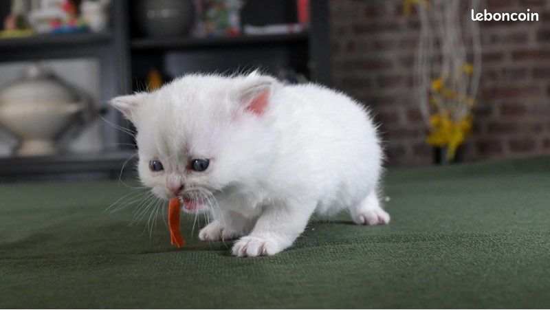 Chaton British Shorthair (image 2)