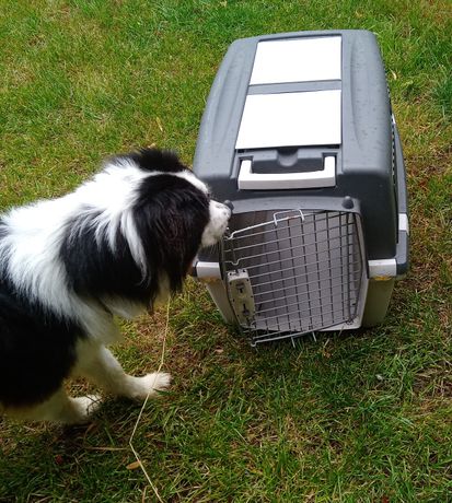 Cage de transport Trixie Gulliver pour chien et chat