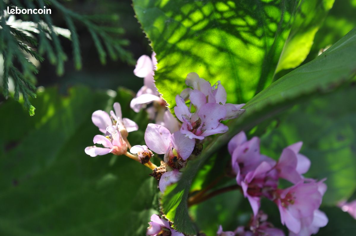 10 pieds de plante des Savetiers - Bergenia cordifolia – ENVOIS POSSIBLES (image 4)