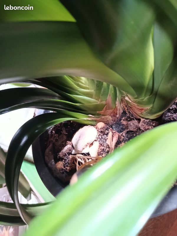 Magnifique clivia double (image 2)