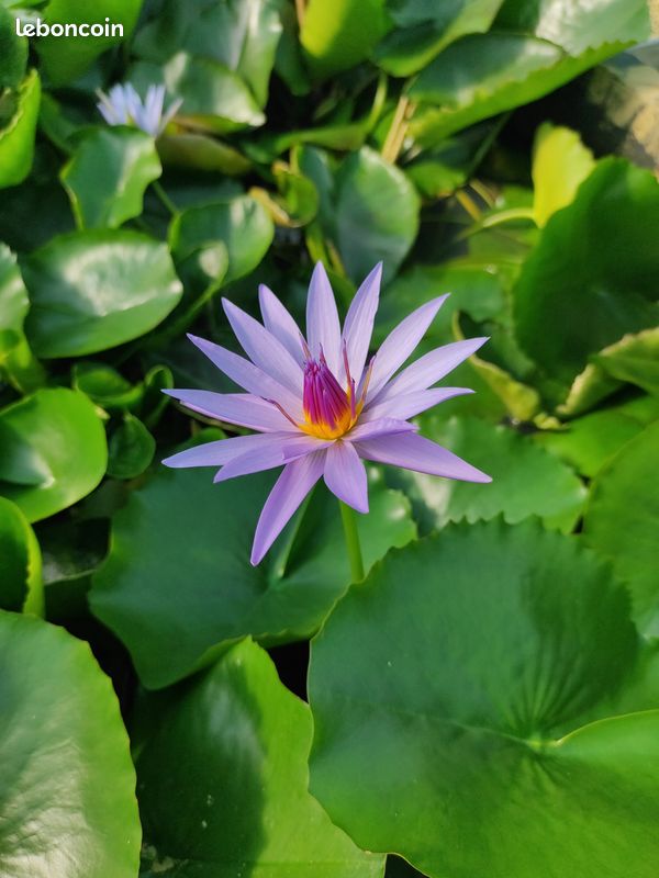Nénuphar tropical (image 1)