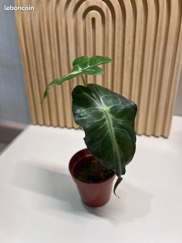 Alocasia Venom (image 1)