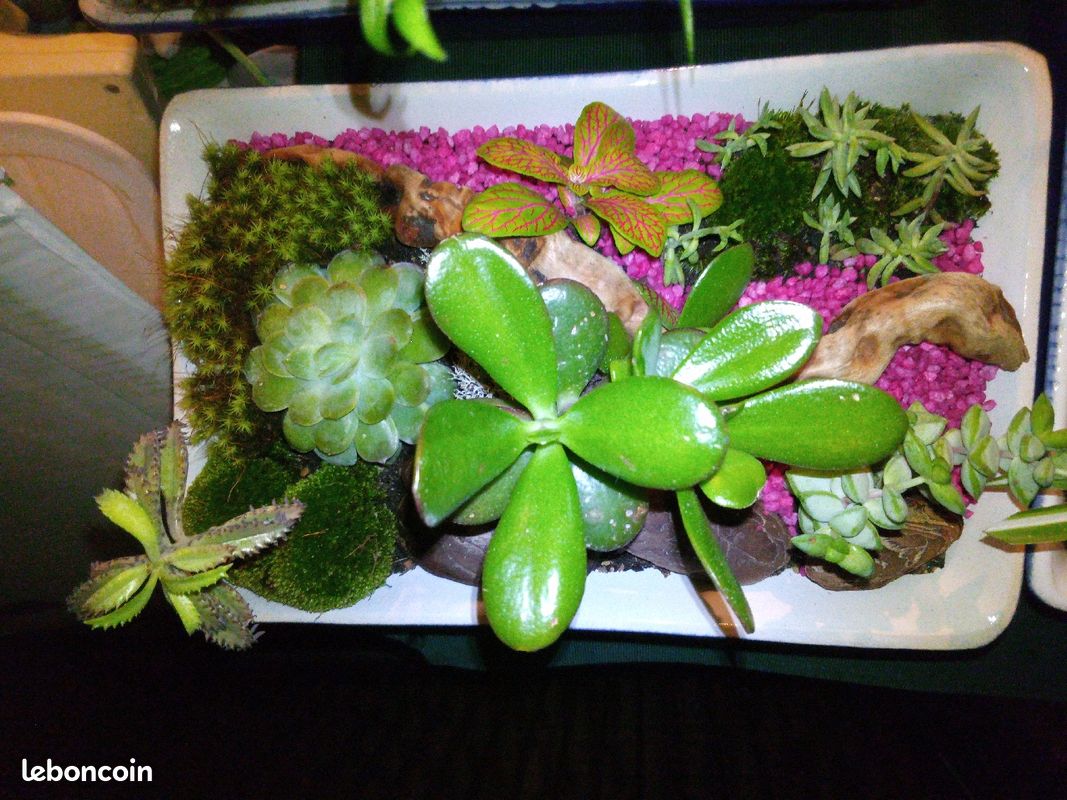 Mini jardin (image 2)