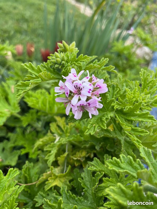 Granium Citronnelle - anti moustiques - Jardin & Plantes