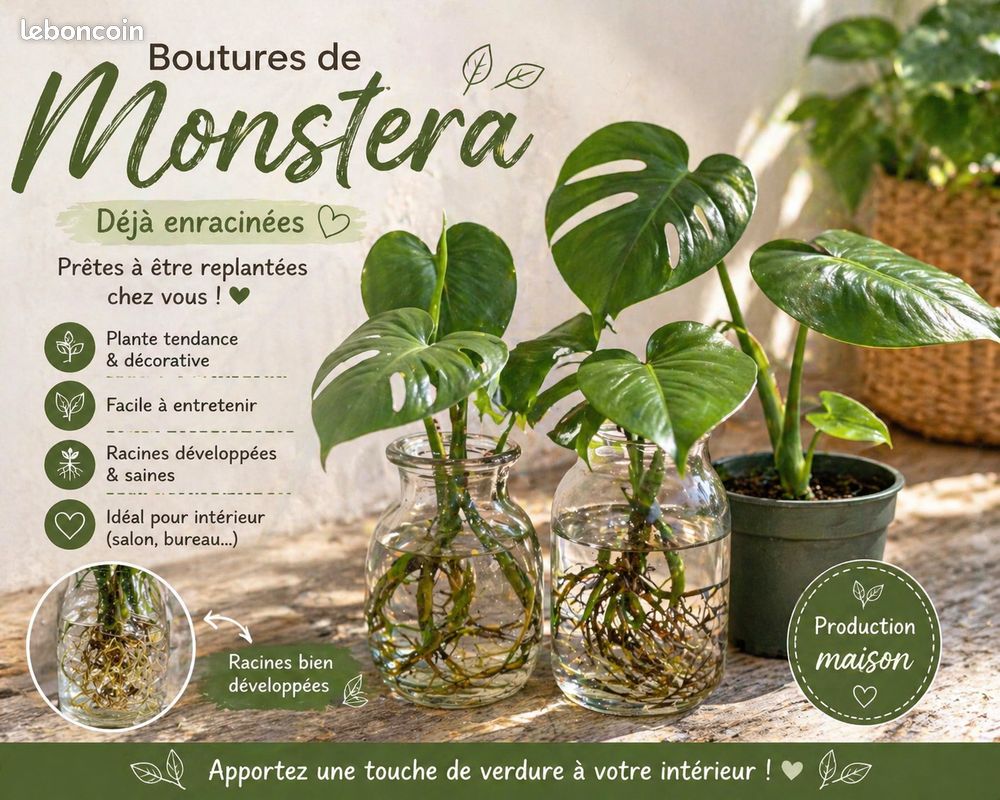 philodendron minima pflege MONSTERA MINIMA online kaufen bei potflourri main image 1