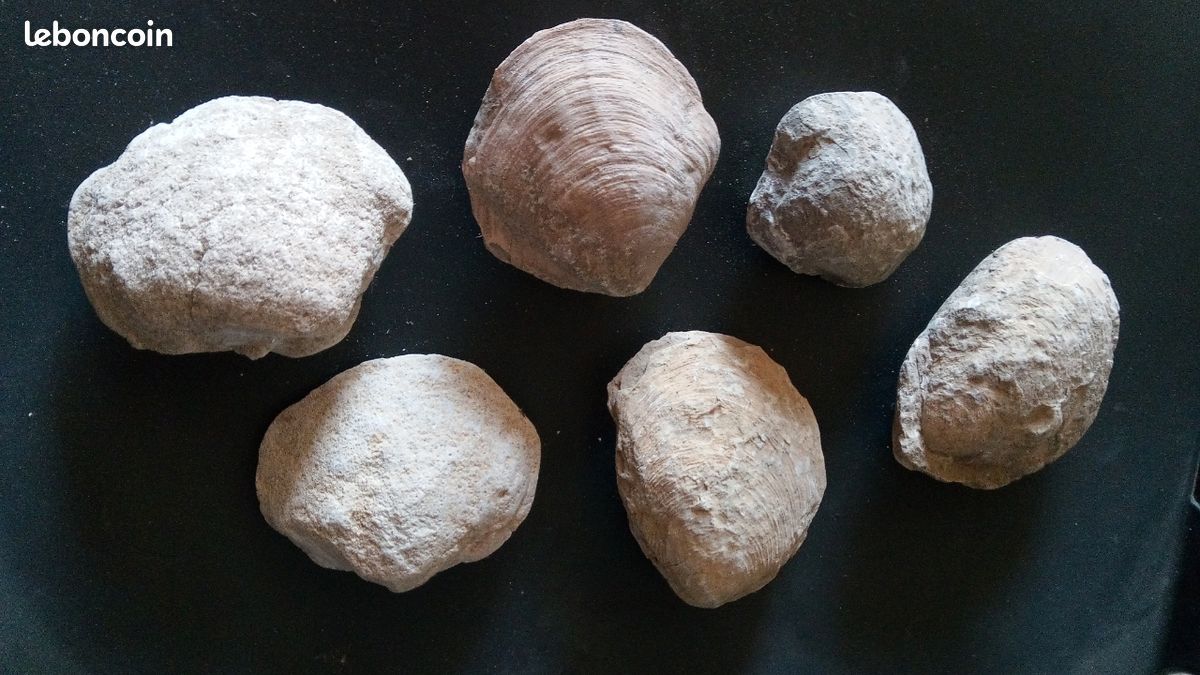 Lot de fossiles (image 1)