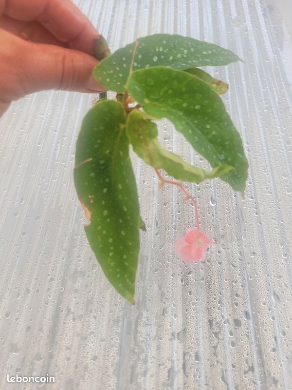 Begonia bien raciné (image 4)