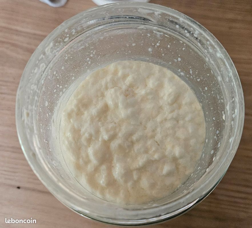 Graines de kéfir de lait (image 1)
