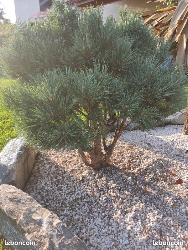 Pin sylvestre watereri (image 2)