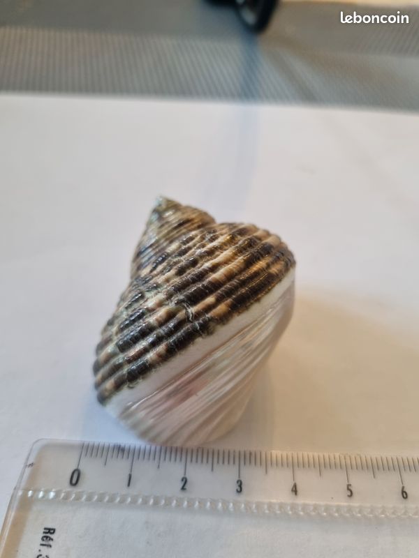 Coquillage : Trochus Nicolitus nacré (image 8)