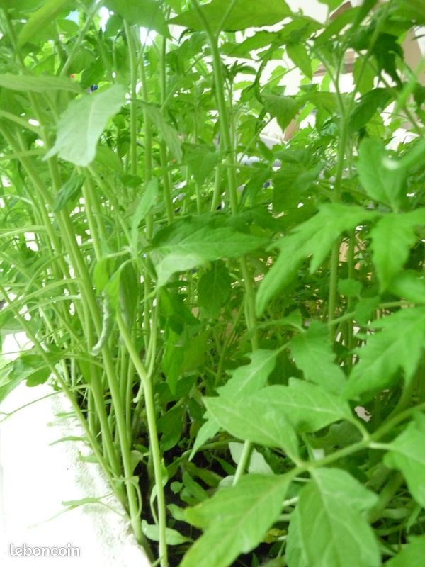 Lot de 500 plants tomates coeur de boeuf BIO, tomates cerises BIO (image 2)