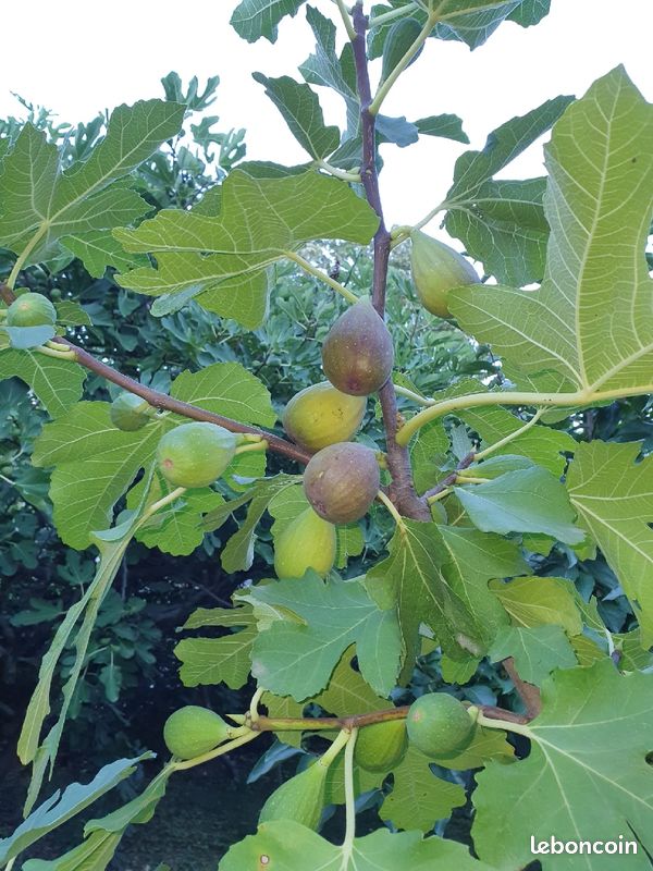 Figues fraiches Bio (image 3)