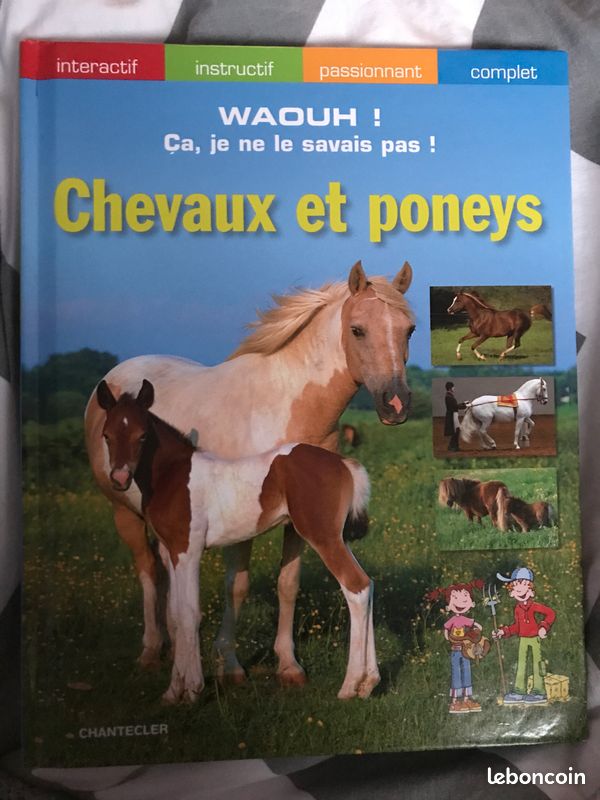 Chevaux et poneys (image 1)