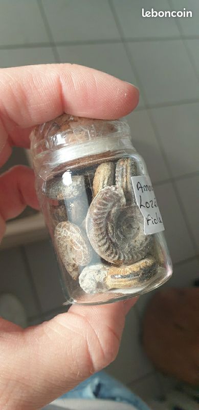 Fiole ammonites 2 (image 3)