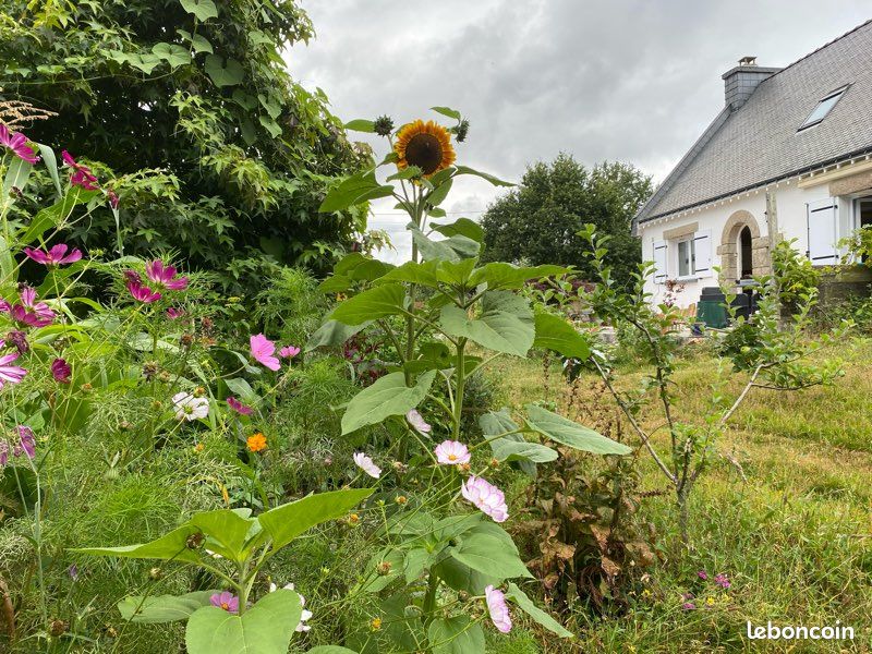 Colocation pluneret (image 3)