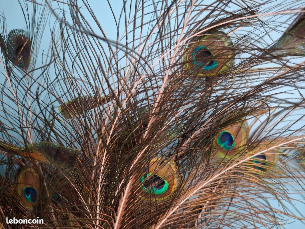 Plume de paon (image 6)