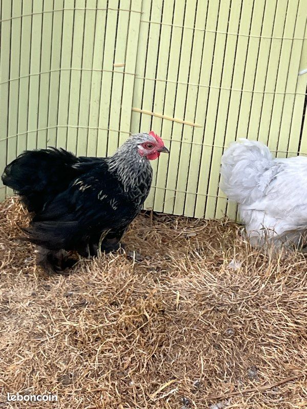 Poule (image 2)