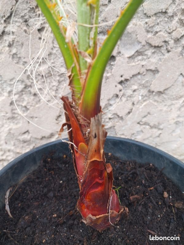 Washingtonia Robusta (image 2)