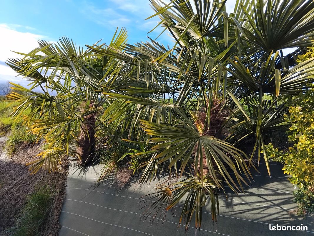 Palmier trachycarpus de chine (image 2)